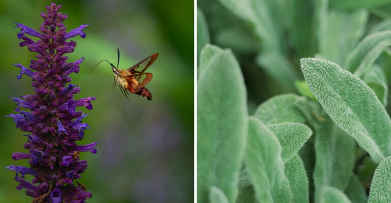 8 Garden Plants That Naturally Repel Virginia’s Most Common Critters