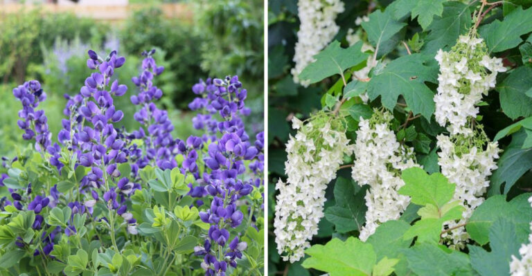 8 Georgia Native Plants That Need Less Water Once Summer Heat Settles In