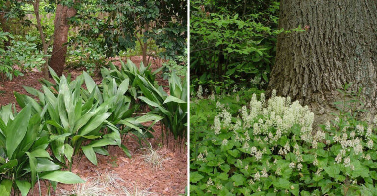 8 Georgia Plants That Handle Root Competition Under Mature Trees