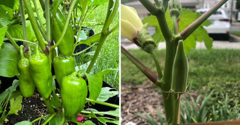 7 Georgia Vegetables That Keep Yielding Through Summer Without Replanting