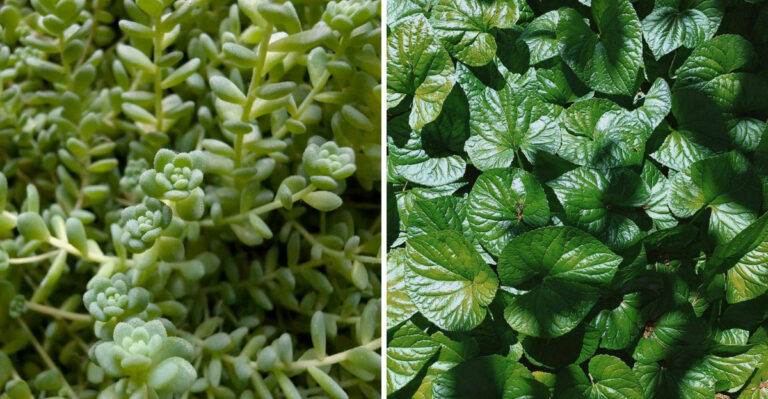 8 Ground Covers That Handle Heavy Foot Traffic In New York