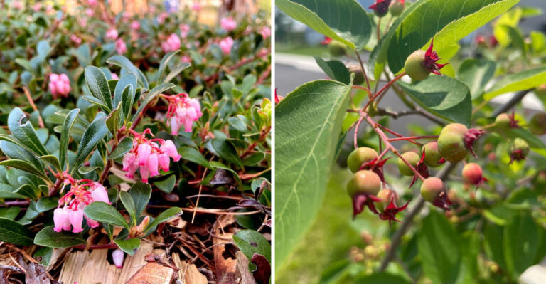 8 Hardy Shrubs That Can Handle Eastern Oregon’s Hot, Dry Summers