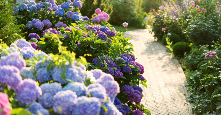 8 Hydrangea Care Tips Every Virginia Gardener Should Know