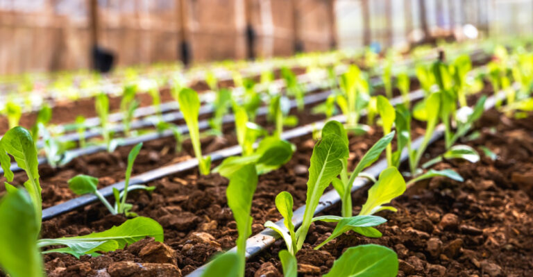 8 Illinois Vegetable Garden Hacks That Minimize Water Use And Keep The Harvest