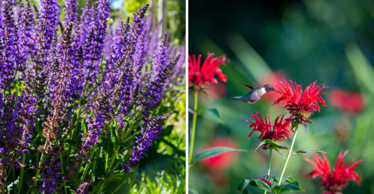 8 Indiana-Friendly Plants Rabbits Usually Leave Alone And Wow The Neighbors