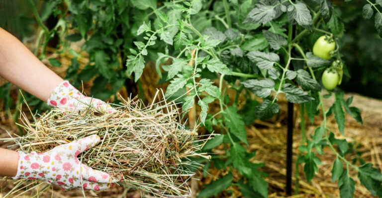 8 July Tomato Care Tips That Help Colorado Gardens Push Through Peak Heat