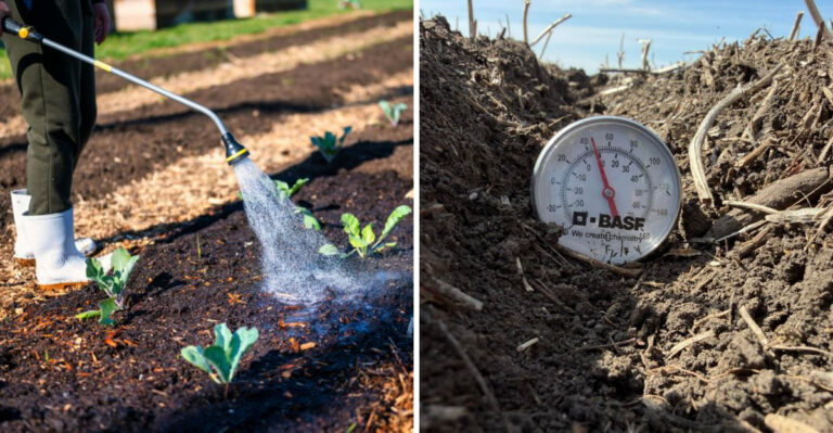 8 Late-Spring Heat Hazards Georgia Gardeners Should Avoid