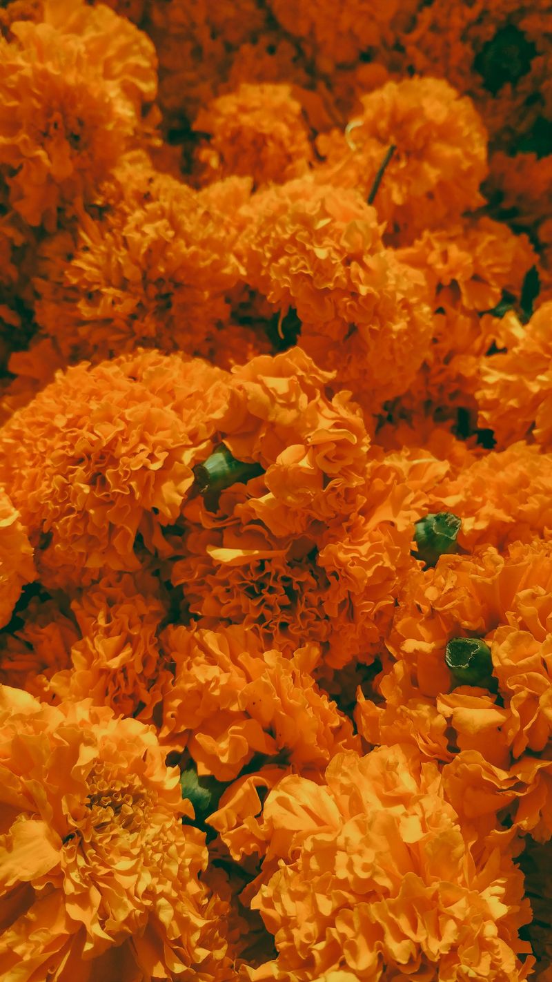 8 Marigold Care Mistakes Indiana Gardeners Should Know About 8 Marigold Care Mistakes Indiana Gardeners Should Know About