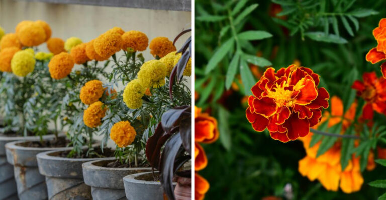 8 Marigold Care Mistakes Indiana Gardeners Should Know About