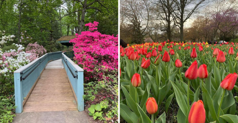 8 Maryland Botanical Gardens Worth Adding To Your Summer List