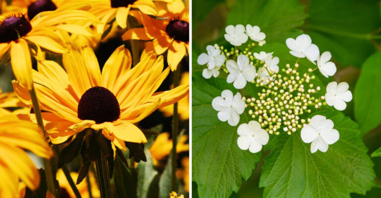 8 Massachusetts Plants That Thrive All Summer Without A Drop Of Water From You