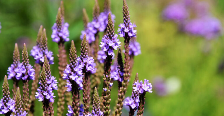 blue vervain
