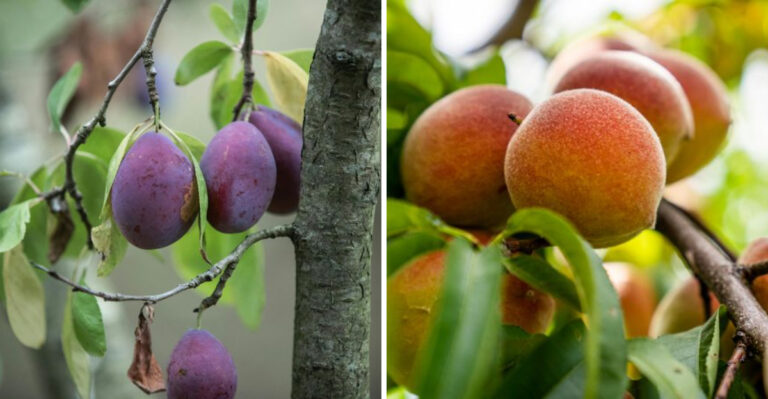 8 Missouri-Proven Fruit Trees That Deliver Every Year