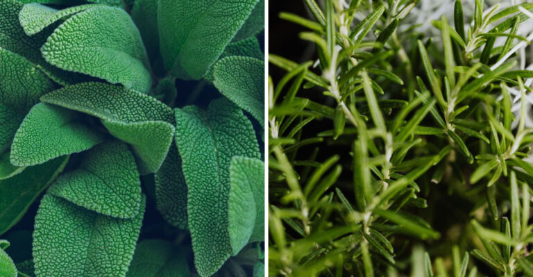 8 Mosquito-Repelling Plants Perfect For New York Outdoor Spaces