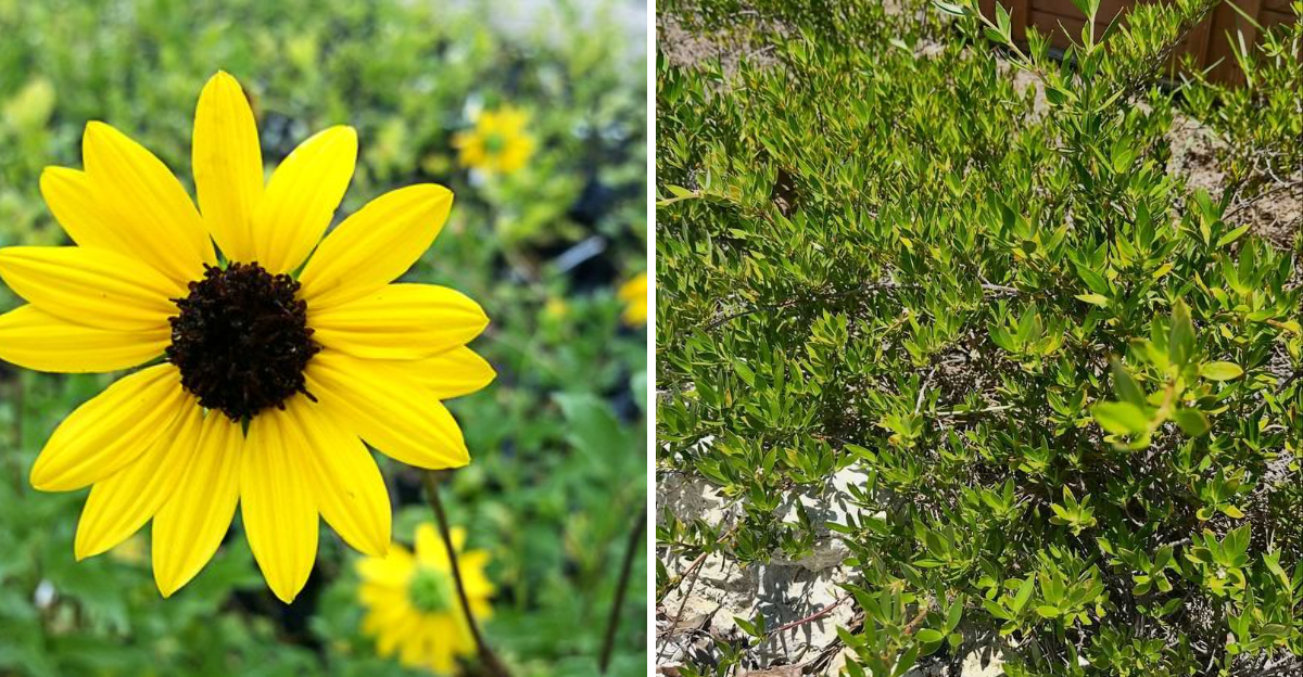 dune sunflower and golden creeper