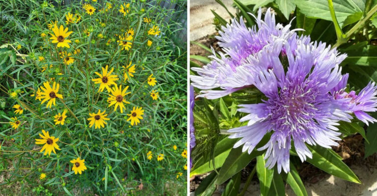 8 Native Georgia Flowers That Peak In Summer Heat And Keep Producing Color Through The Worst Of It