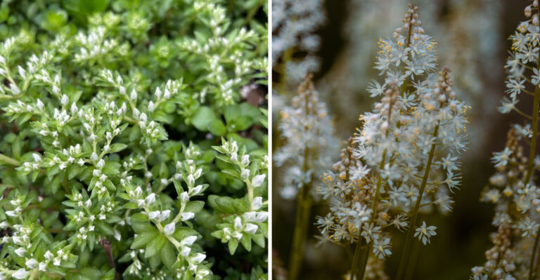 8 Native Indiana Ground Covers That Outwork Mulch In Full Shade
