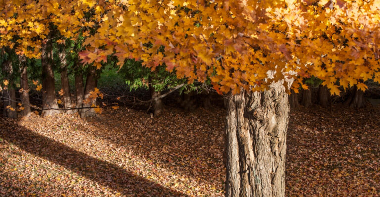 8 Native Indiana Trees That Deliver Shade Without the Sidewalk Problems