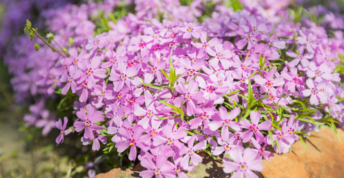 Image Credit: © Mita Stock Images / Shutterstock