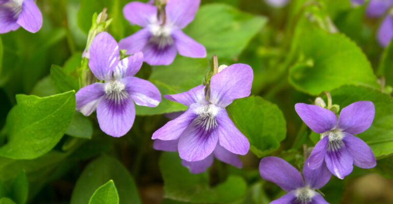 common violet