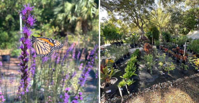 8 Native Plant Nurseries In Central Florida That Are Worth The Drive And Then Some
