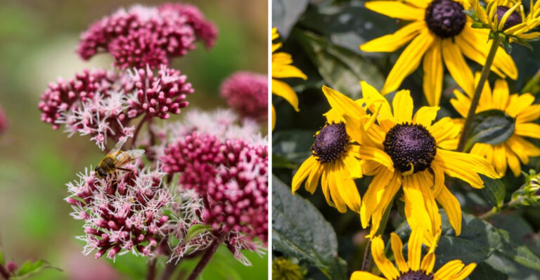 8 Native Plants That Turn Your Quiet Connecticut Garden Into A Pollinator Paradise