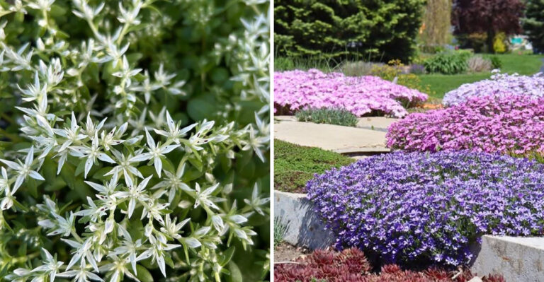 8 Native Tennessee Plants That Suppress Weeds Better Than Mulch