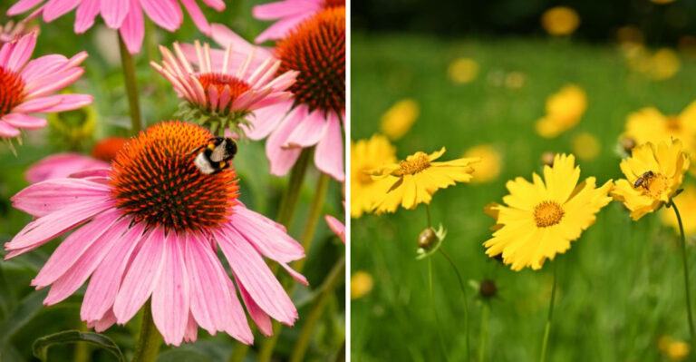 8 New Jersey Perennials That Keep Blooming And Rarely Need To Be Divided