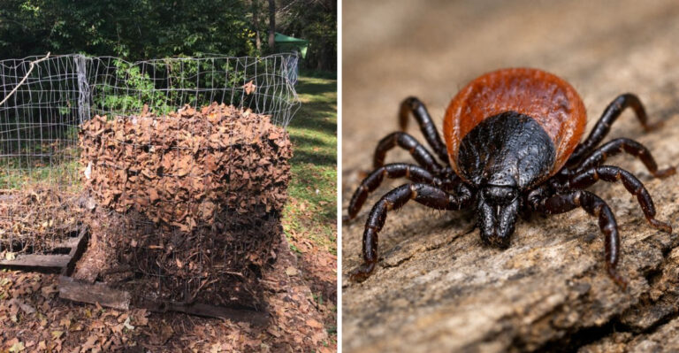 8 Ohio Composting And Cleanup Habits That Are Doing More For Ticks Than Gardeners Realize
