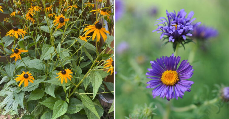 8 Ohio Plants That Support Ground-Nesting Bees Many Gardeners Did Not Know Were There