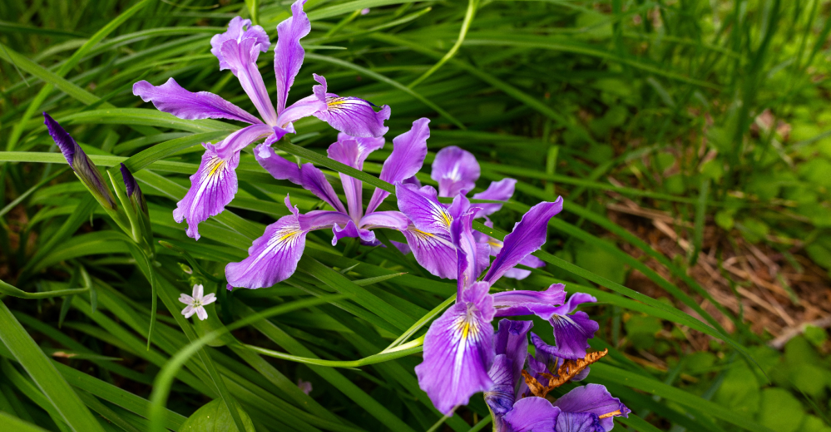 Image Credit: © Andriana Syvanych / Shutterstock
