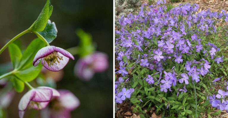 8 Perennial Flowers That Thrive In Full Shade Pennsylvania Gardens