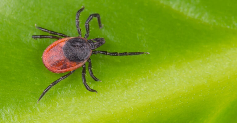 8 Places In Your Maine Yard Where Ticks Hide All Season Long