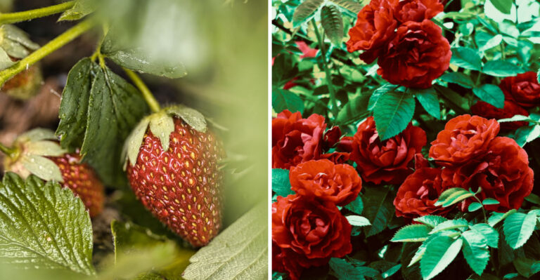 8 Plants That Love Coffee Grounds And Thrive In Indiana Gardens