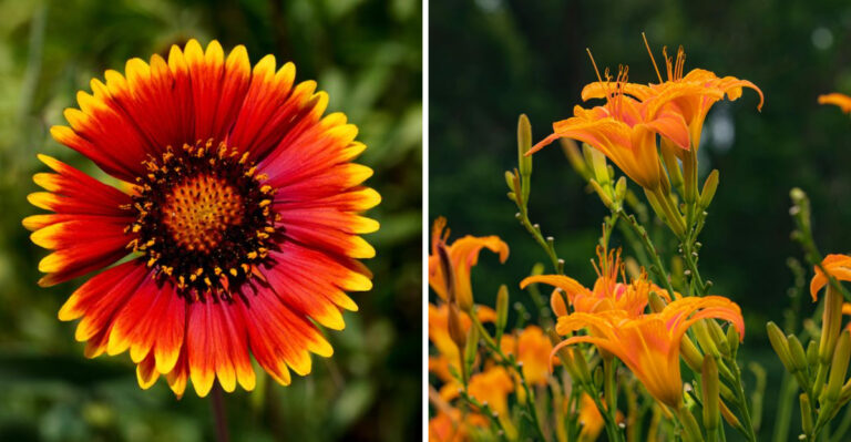8 Plants That Thrive When Kentucky Summer Gets Hot And Water Gets Scarce