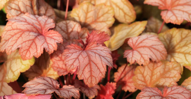 8 Plants That Turn Bare Iowa Tree Beds Into Garden Showstoppers