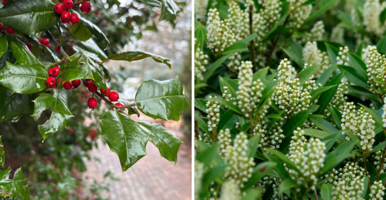 8 Plants Worth Considering For Tennessee Fence Lines Instead Of Arborvitae
