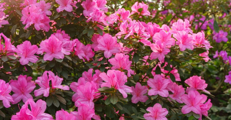 8 Post-Bloom Care Steps That Set Up Next Year’s Azalea Flowers