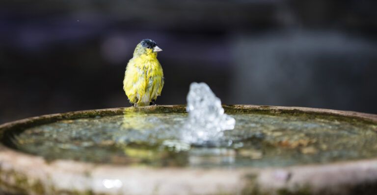8 Proven Connecticut Backyard Changes That Bring More Birds Every Summer