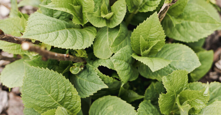 8 Real Reasons Your Hydrangeas Leaf Out But Never Bloom