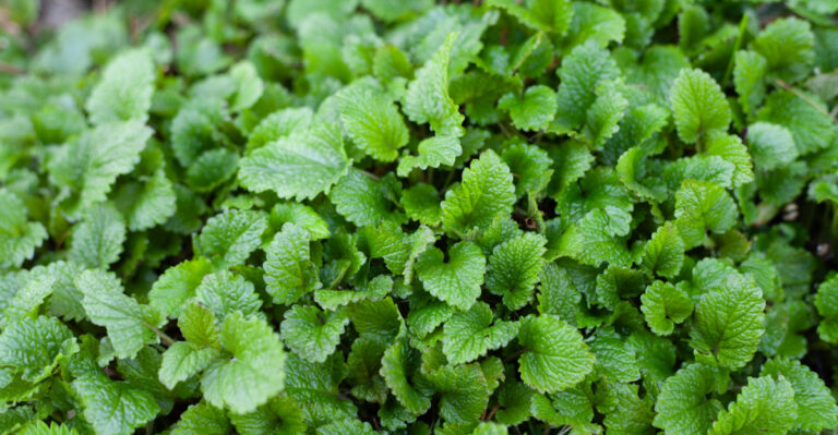 8 Reasons Colorado Gardeners Are Planting Lemon Balm Near Their Patios