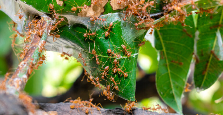 8 Reasons Fire Ant Mounds Keep Multiplying In Your Maryland Yard