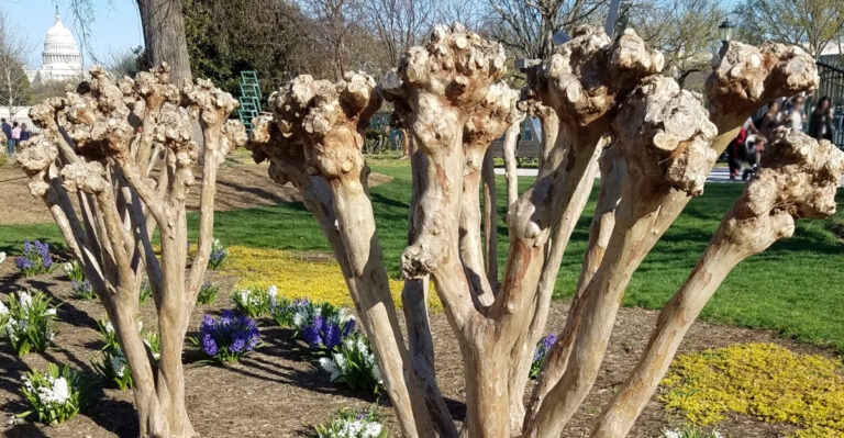 8 Reasons Hard Pruning Sets Back Your Missouri Crape Myrtle