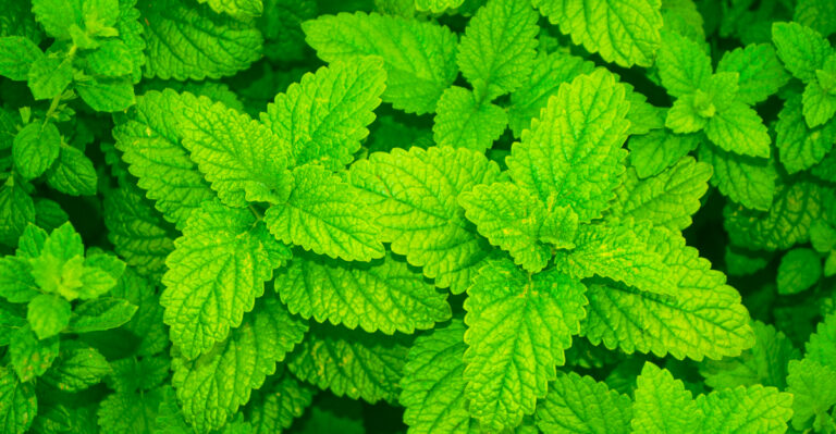 8 Reasons Indiana Gardeners Are Adding Lemon Balm Near Their Patios