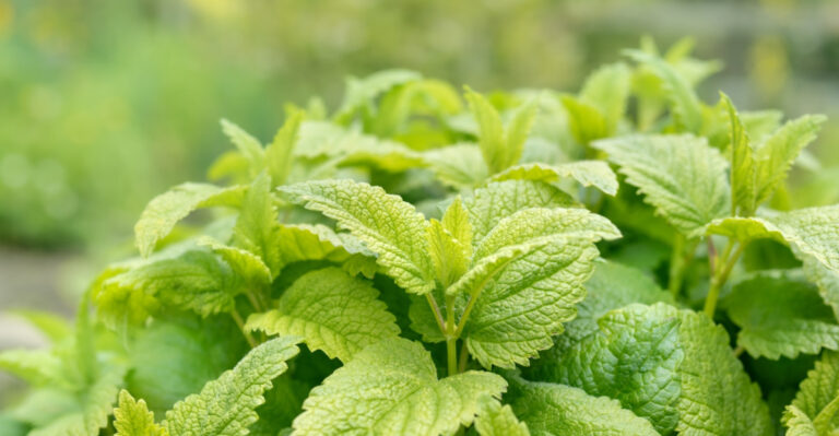 8 Reasons Lemon Balm Belongs Near Any Washington Patio