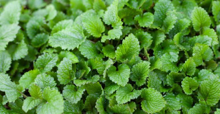 8 Reasons Missouri Gardeners Are Adding Lemon Balm Near Their Patios