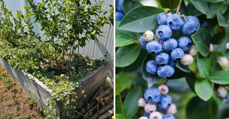 8 Reasons North Carolina Blueberries Stop Producing After A Few Years (And The Fixes That Work)