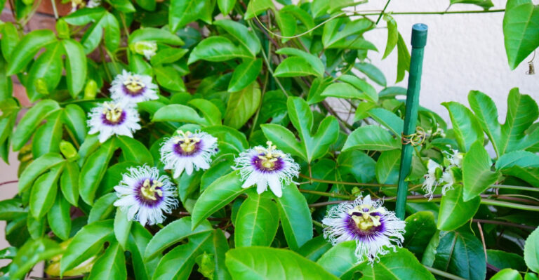 8 Reasons This Native Vine Belongs On Every Tennessee Fence