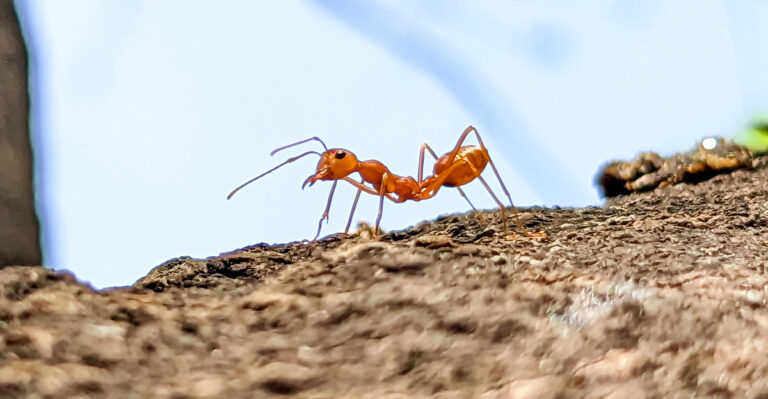 8 Reasons Why Fire Ant Mounds Keep Appearing In Arkansas Yards