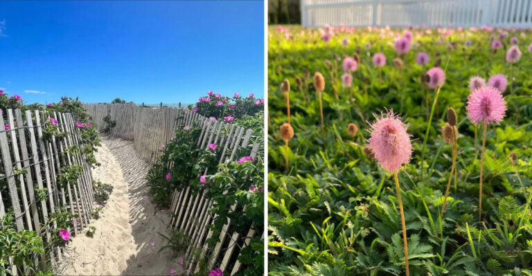 8 Reasons Why Florida Beachside Homes Often Skip The Classic Lawn Look